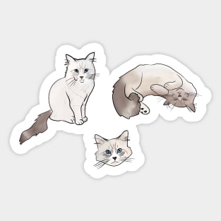 Ragdoll Cat Drawing Set Sticker